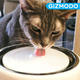 Illustration for article titled This Smart Pet Drinking Fountain Has Made My Cats Insufferable Water Snobs